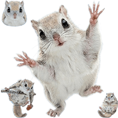 BIG! 埃佐鼯鼠真人表演