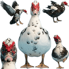 BIG! 番鴨真人表演