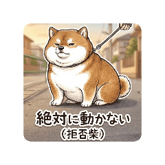 Chubby Shiba.