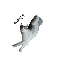 Pudding is a cute cat