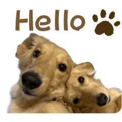 ฅ伊吉&哈奇ฅ臘腸狗