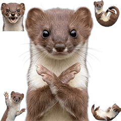 BIG! 飯綱真人版