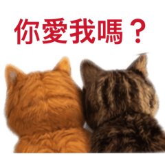 喵倆好一對寶逗趣日常