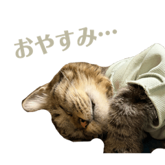 The Uedas' Daily Life: Vol. 3