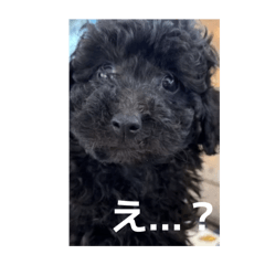 yuzuki20090122@gmail.com_20260331202121