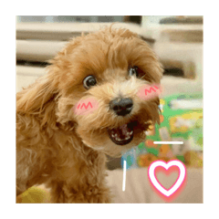 泡芙-表情萬用篇