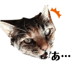 nyancoro_20260331220456