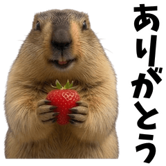 Marmot and everyday life