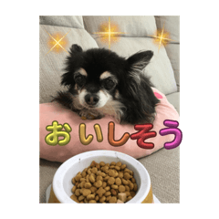 Sakura_20260331210823