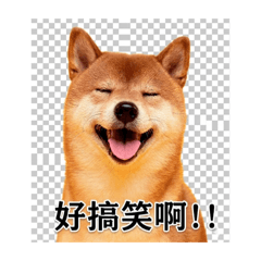Shiba Inu Stamp Set #3