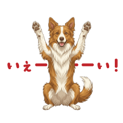 Kanon the Red Border Collie Daily -2-