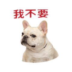 OL stay cool with Frenchie