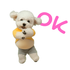 Chubby Toy Poodle (Animated)