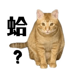 Orange tabby is Jiji