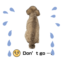 小小貴賓,頑皮可愛的「小寶」