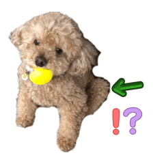 maron_20260401012916