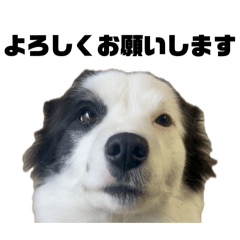 nanamisia_20260331201907