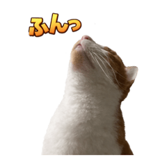 sorachine_20260401050501