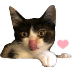 nayonaoimikan0922_20260401050409