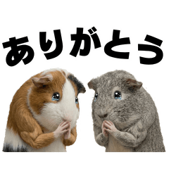 Guinea Pig Daily (Gomao & Lulu)