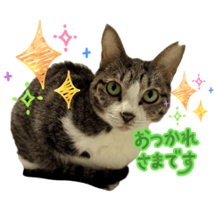 sakura cats_20260331213504