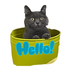 ayumi_20260331213444