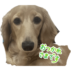 chomo_20260401100424