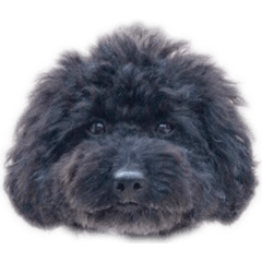 Miumi Inuzuka_20260331213817