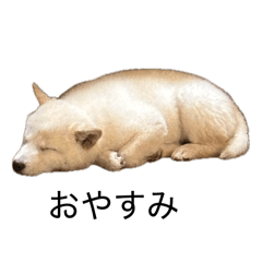 kouske_20260331221252