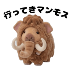 Puccin Flocky Kapipara