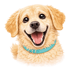 Momo the Golden Retriever(Daily Use)