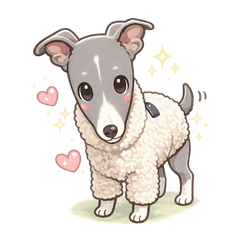 Luna, a cute Italian Greyhound dog.