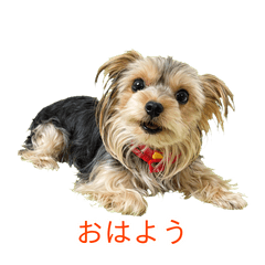 Adorable Yorkie Daily Life Stickers