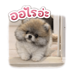 My fluffy Akkaradech