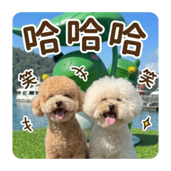 Q與毬：雙倍可愛的日常