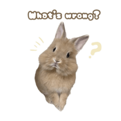 Noel the Little Bunny Stickers English