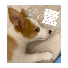 只是一隻暴動小毛怪