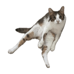 Luna露ㄋㄚˋ Vol.1：喵喵喵!