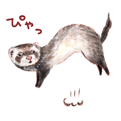Ferret mania.