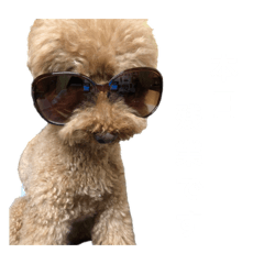 apricot_20260328220543