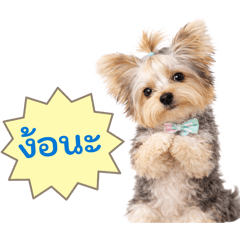 Jeff the Yorkie: Mood of My Day