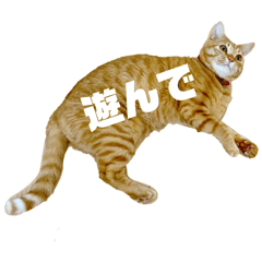 LAND LIKE A CAT_20260401114048