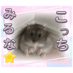 sakuramothi_20260401161315