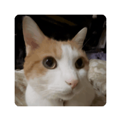 kitachan_20260401222213