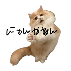 Kabochaaa_20260401143600