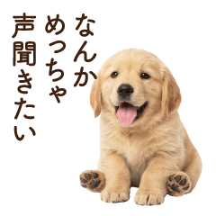 Golden Retriever (spoiled child)(real)