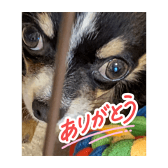 Oshino_20260401163804