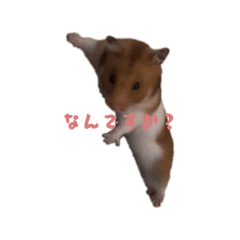 kedama_toufu_20260401163843