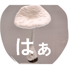 nikonimko_20260401165514