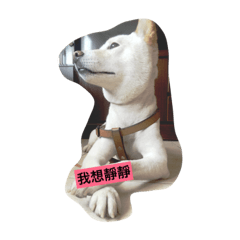 柴犬真性格
